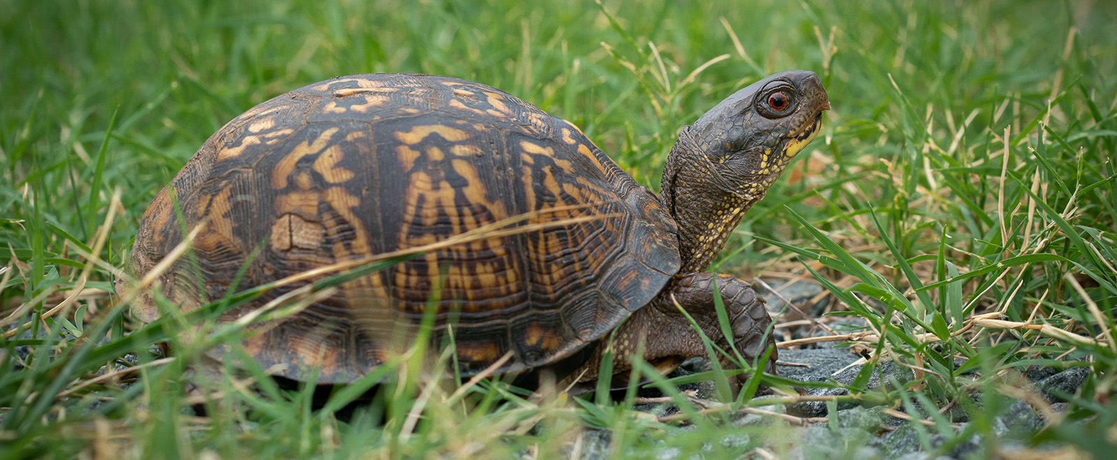 Charlotte Wildlife Stewards | Chapter of the North Carolina Wildlife ...